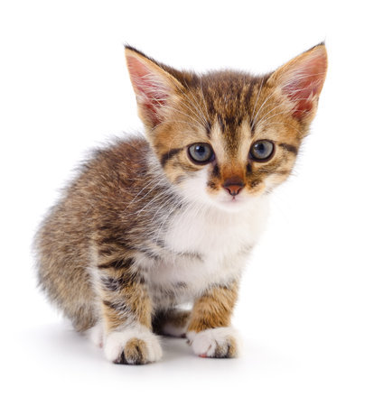 Small brown kitten isolated on white background.の写真素材