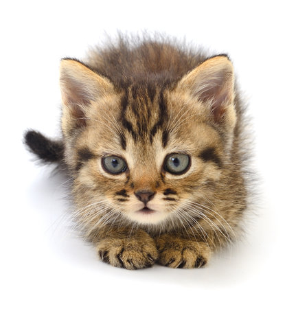 Small brown kitten isolated on white background.の写真素材