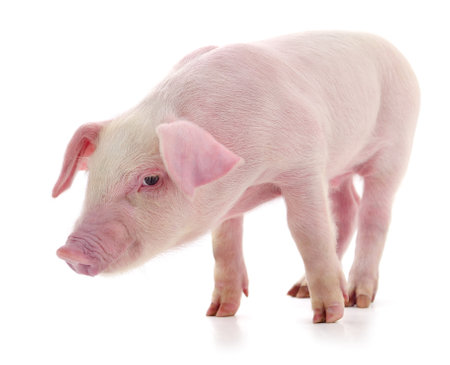 Pig who is represented on a white backgroundの写真素材