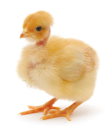 One small chicken on a white backgroundの写真素材