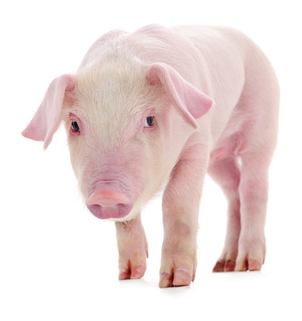 Pig who is represented on a white backgroundの写真素材