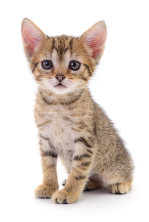 Small brown kitten isolated on white background.の写真素材