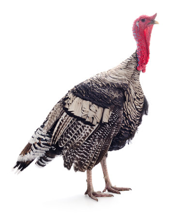 Dark turkey isolated on a white background.の写真素材
