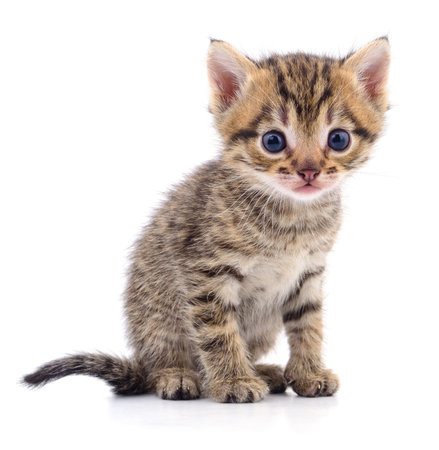 Small brown kitten isolated on white background.の写真素材
