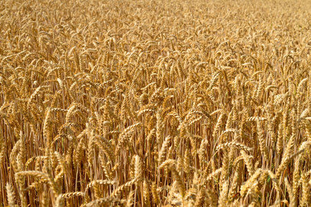 Wheat field. Ears of golden wheat close up.の写真素材