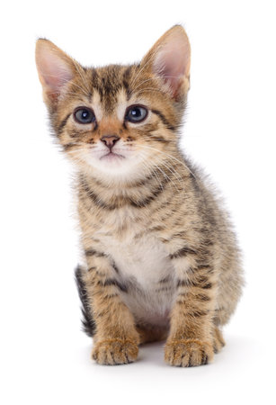 Small brown kitten isolated on white background.の写真素材
