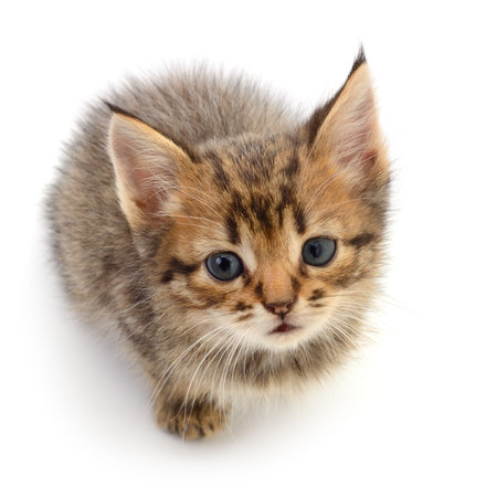 Small brown kitten isolated on white background.の写真素材