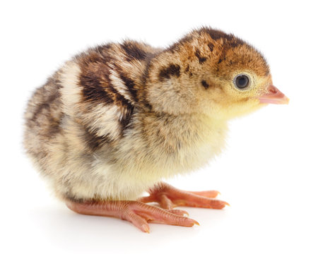 Cute little newborn chicken isolated on white background.の写真素材