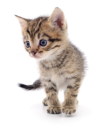 Small brown kitten isolated on white background.の写真素材