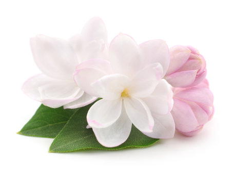 Blooming pink lilac flower isolated on white background.の写真素材