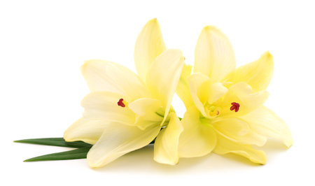 Two yellow lilies isolated on a white background.の写真素材