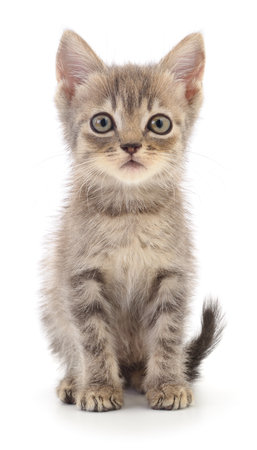 Small gray kitten isolated on white background.の写真素材