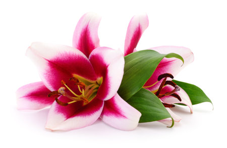 Two pink lilies isolated on a white background.の写真素材