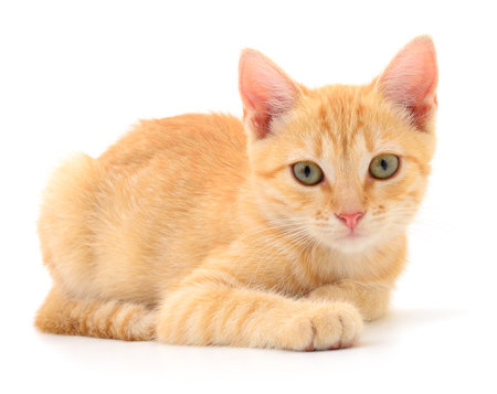 Small brown kitten isolated on white background.の写真素材