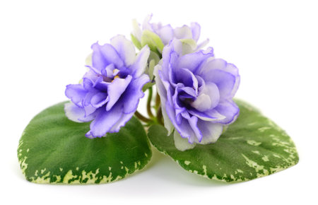 Three blue flowers on a white background.の写真素材