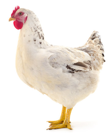 white hen isolated on white, studio shotの写真素材