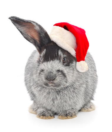 Rabbit in Santa Claus Christmas red hat on white background.の写真素材