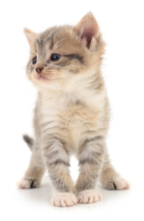 Small gray kitten isolated on white background.の写真素材
