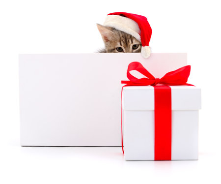 Kitten with blank isolated on white background.の写真素材