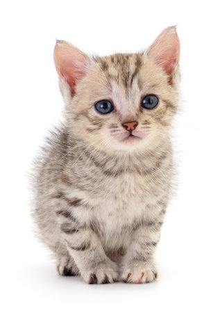 Small gray kitten isolated on white background.の写真素材