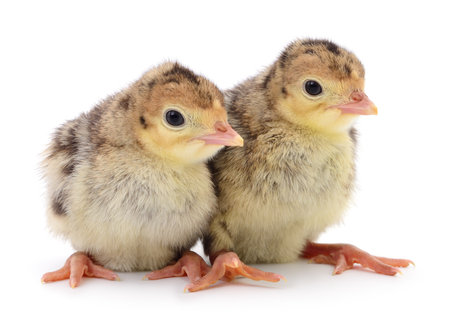 Chicken turkeys isolated on a white backgroundの写真素材