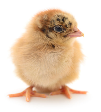 One small chicken on a white backgroundの写真素材