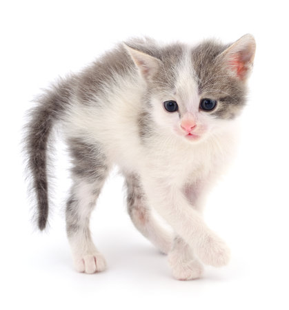 Small gray kitten isolated on white background.の写真素材
