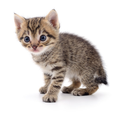 Small brown kitten isolated on white background.の写真素材