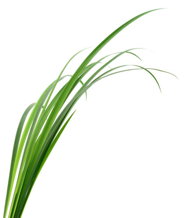 Long blades of green grass against a white background.の写真素材