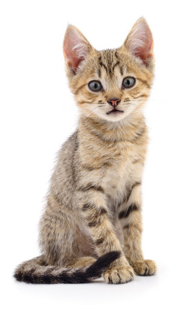 Small brown kitten isolated on white background.の写真素材