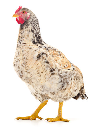 Young brown hen isolated on white background.の写真素材