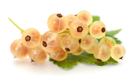 White currants with green leaves isolated on white background.の写真素材