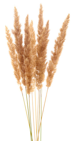 Fluffy couch grass ear isolated on white.の写真素材