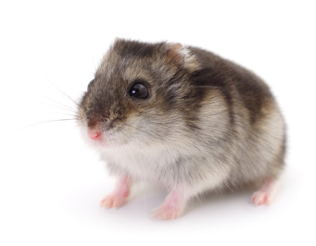 Small domestic hamster isolated on white background.の写真素材