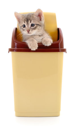 Kitten in a plastic container isolated on white background.の写真素材