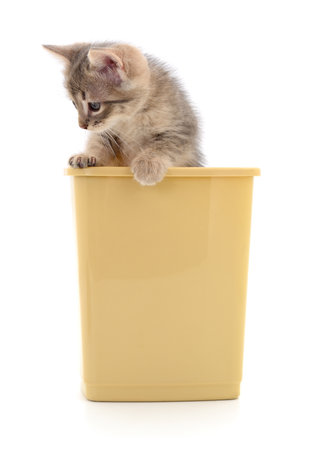 Kitten in a plastic container isolated on white background.の写真素材
