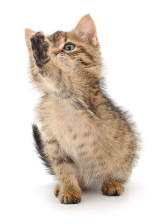 Small brown kitten isolated on white background.の写真素材