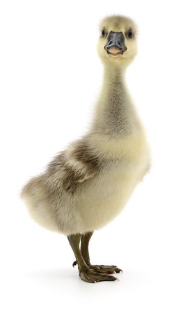 Little grey gosling isolated on white background.の写真素材