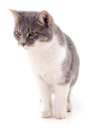 Dark gray cat isolated on white background.の写真素材