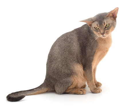 Dark gray cat isolated on white background.の写真素材