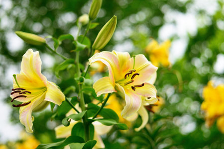 The flower yellow lily growing in a summer garden.の写真素材
