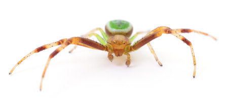 Green and brown spider isolated on white background.の写真素材