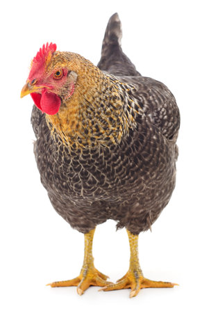 Grey hen isolated on white, studio shot.の写真素材