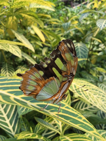 butterfly on the lief