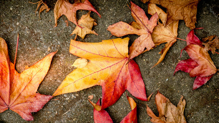 Autumn yellow red leaves on dark background, view from above, close up