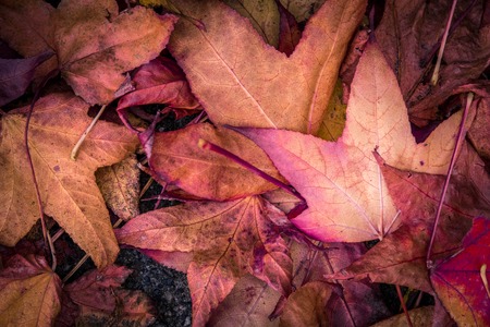 Autumn leaves on green grass field, view from above, close upの写真素材