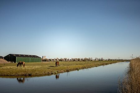 Green field graas and road, dutch landscape countryside in Spijkenisse in South Holland, the Netherlandsの写真素材