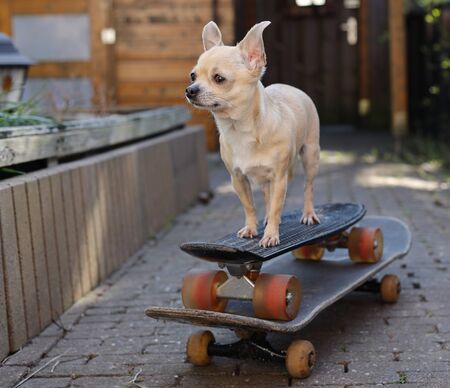 A small beige mini chihuahua dog riding standing on two skateboardsの写真素材