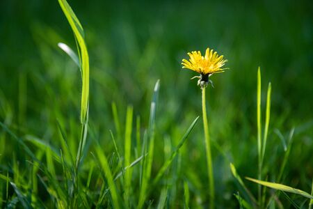 dandelions are in green grass, spring timeの写真素材