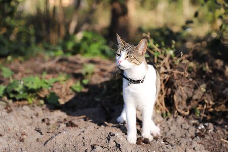 A cat that is standing in the dirtundefinedの写真素材